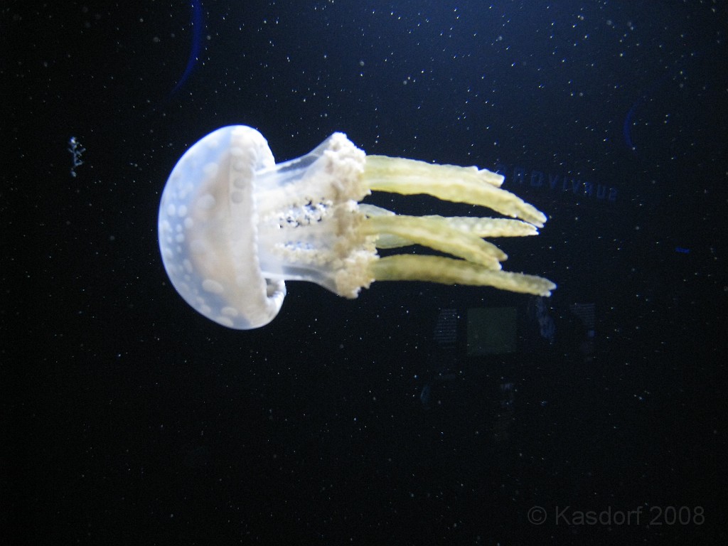 Baltimore MD 2009 1050.jpg - A 4th of July trip to Washington DC in 2009 included a stop in Baltimore MD to see the National Aquarium.